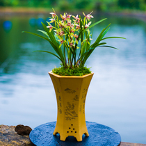 Yihong double Guerlain orchid potted Jianlan four seasons bluegrass fragrant orchid seedlings with buds Precious public national Orchid Field