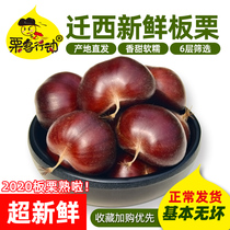 Chestnut action Yanshan fresh raw chestnuts artificially selected large fresh raw chestnuts Qianxi raw chestnuts 2020