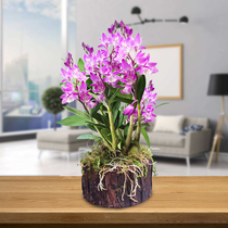 Wanfuchuan (Violet stump) with wood Dendrobium seedlings fresh Dendrobium Dendrobium Dendrobium