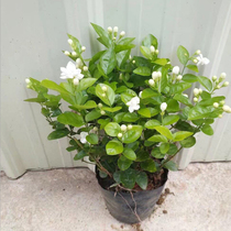 Four-season double-petal tiger head jasmine potted balcony flower garden green plants indoor old pile fragrant flowering constantly