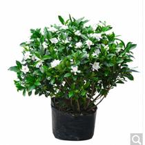 Gardenia potted plant with bud big flower fragrant four seasons flowering seedlings Flower viewing plants Garden flowers potted gardenia