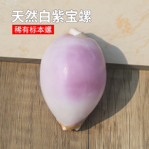Natural conch shell map treasure snail rare boutique collection-level specimen snail window design decoration creative gift