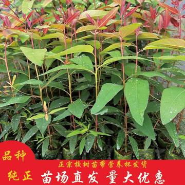 桉树苗-桉树苗促销价格、桉树苗品牌 - 淘宝