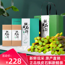 Authentic Dendrobium candidum fresh strips fresh Dendrobium candidum Maple flower Chinese herbal medicine one catty fresh strip 500g gift box box