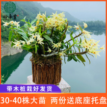 Buy 2 to give away the tray Yandang Mountain iron-skinned Dendrobium seedlings 3 years wooden pile planted edible 30-40 roots of fresh Dendrobium flowers
