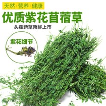  20-year-old new alfalfa Alfalfa Dutch pig Guinea pig Chinchilla forage Rabbit food feed hay 1000g