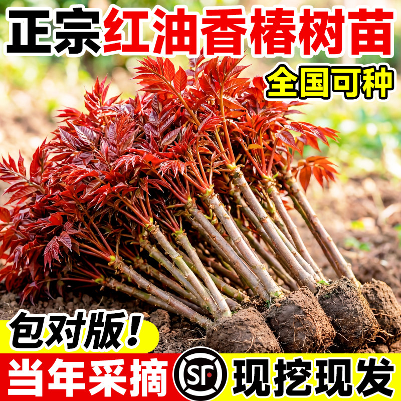 红油香椿苗-红油香椿苗促销价格、红油香椿苗品牌- 淘宝