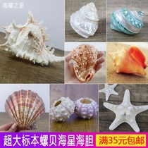 Oversized conch shell sea urchin sea star fish tank landscaping home furnishings decoration natural marine specimen collection gift