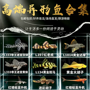 l333帝王迷宫-l333帝王迷宫促销价格、l333帝王迷宫品牌- 淘宝