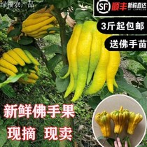 Fresh tea drink bergamot bergamot fist fruit bergamot fresh fruit edible for Buddha Qing for viewing