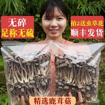  Shan Chuwu Deer antler mushroom dried deer antler mushroom Premium fresh non-wild crispy mushroom dried Gu product soup 500g mushrooms