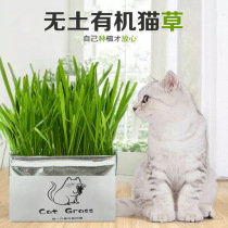 Cat supplies 3 packs 19 9 9 packaging random cat grass soilless cultivation organic cat grass hair removal ball