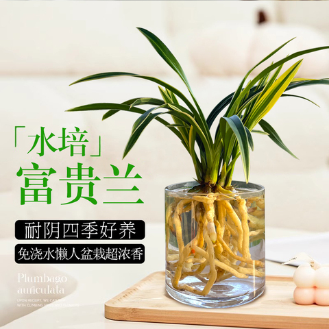 富贵兰精选和富贵兰品牌价格与图片-淘宝商品网