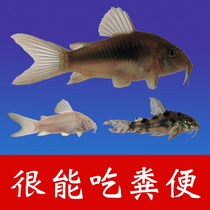 Scavenger garbage fish Cold water Fresh water Household eating mosquito larvae Cleaning tools rats Fish tank feces turtles