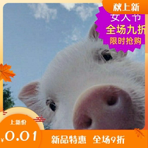 Pig Pig Up High Definition Picture Mobile Phone Computer Screen 0 RMB01 wallpaper 1 gross money no need for logistics to automatically ship