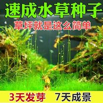 Fish tank view aquatic seed plant living aquatic fish tank scenery package cattle weed seed climb