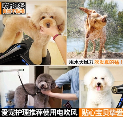 Silent large dog pet bath Dog water blowing motor Animal Fast hair dryer Special blow drying high power