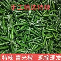  Fresh green small rice pepper extra spicy Super spicy Freshly picked green pepper small pointed pepper Vegetable Chaotian pepper millet pepper 5 kg pack