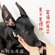 Ear puppies DeMu Ke Dubin horse dog Laizhou Red Casrobome Puppies Ear Glue