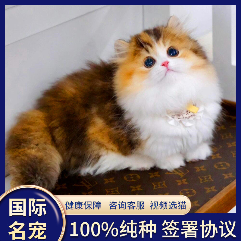 无锡三花猫幼猫-无锡三花猫幼猫促销价格、无锡三花猫幼猫品牌- 淘宝