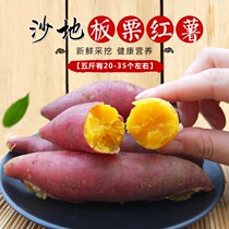 In 2021 fresh chestnut potato sand Sweet Potato Sweet Potato Sweet Potato Sweet Potato Sweet Potato Sweet Potato 10kg