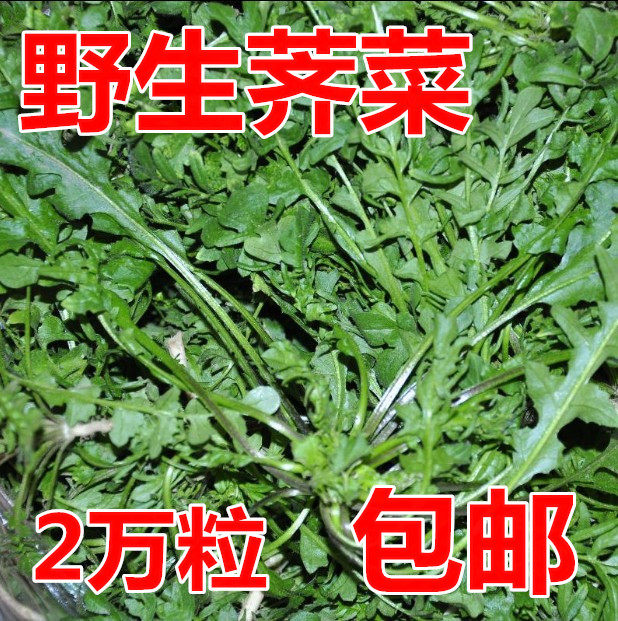 冬季耐寒荠菜种子怎么选?野四季专用蔬菜种籽适合阳台播种吗?-保暖服装-淘宝好物网