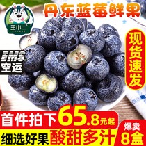 Dandong fresh blueberry fresh fruit seasonal fruit seasonal blue plum blue indigo whole box seasonal fruit