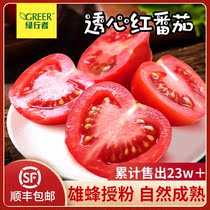 (Sydney recommended) red tomatoes fresh tomatoes pregnant women fruits and vegetables small tomatoes naturally cooked 5kg