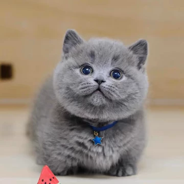 中国　唐代　藍釉俑　猫　珍品　I40-3 中国 唐代 藍釉俑 猫 珍品 I40-3