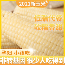 Maize Meow flagship store Northeast corn cob glutinous corn 5 fresh vacuum ready-to-eat tender corn sweet glutinous corn corn sweet glutinous corn corn