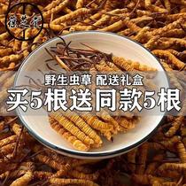 Selected wild Cordyceps whole root gift box Health nourishing Finaqu Tibetan Cordyceps