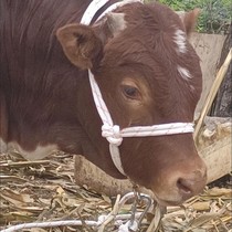 Tie cow rope tie cow rope tie sheep rope tie cow rope tie cow rope tie cow rope tie cow rope tie cow rope tie cow reins