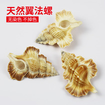  Rare conch home decoration ornaments collection specimens creative large shell fish tank landscaping