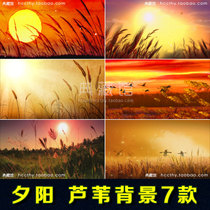 Sunset wheat field autumn color evening reeds autumn LED big screen evening party stage background video material