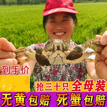 Spot 30 Panjin River Crab Fresh Rice Crab Water Hairy Crab Seafood Aquatic Products June Yellow Crab