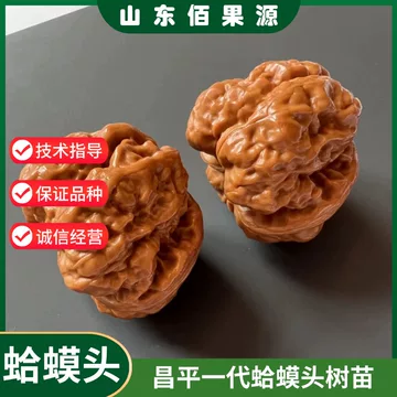 蛤蟆头当年挂果树苗-蛤蟆头当年挂果树苗促销价格、蛤蟆头当年挂果树苗