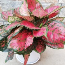 Red Ruyi Queen Red Leaves Evergreen Queen Creative Potted Flower Plant Easy to Live Rare Variety Green Plant Special Specials