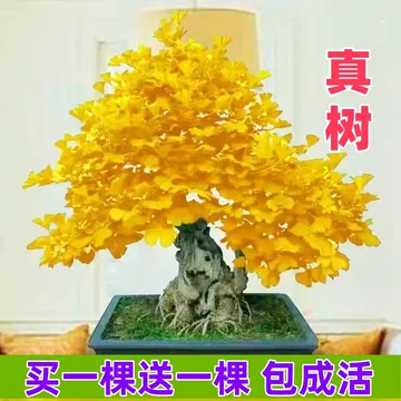 银杏盆栽室内绿植-银杏盆栽室内绿植促销价格、银杏盆栽室内绿植品牌- 淘宝