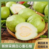 Guangdong guava white heart guava fine fruit crisp sweet own orchard now picked