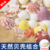 Natural pure shell color scallop fish tank aquarium creative landscaping childrens handmade diy wind chimes floor decoration