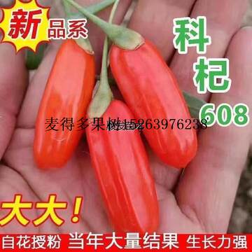 果树苗红枸杞树苗食用宁夏特大枸杞盆栽地栽当年结果枸杞叶苗枸杞