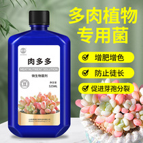 Junde succulent nutrient solution special type fattening and coloring bursting rooting household indoor and outdoor flower succulent fertilizer