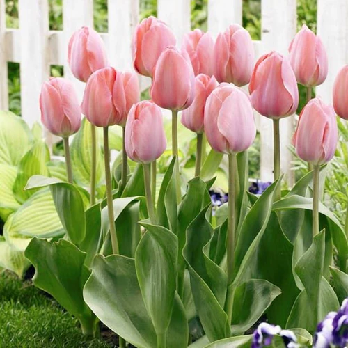 Виды тюльпан шарики.