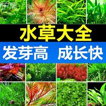Aquatic plants Entry-level oxygenated freshwater fish tank decoration simulation of green plants in the four seasons fish tank