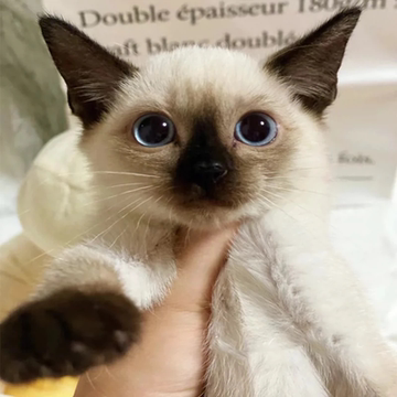 暹罗猫幼猫纯种海豹重点色挖煤工泰国星罗猫煤老板宠物活物小猫咪