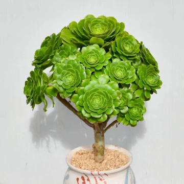 法师多肉植物-法师多肉植物促销价格、法师多肉植物品牌- 淘宝