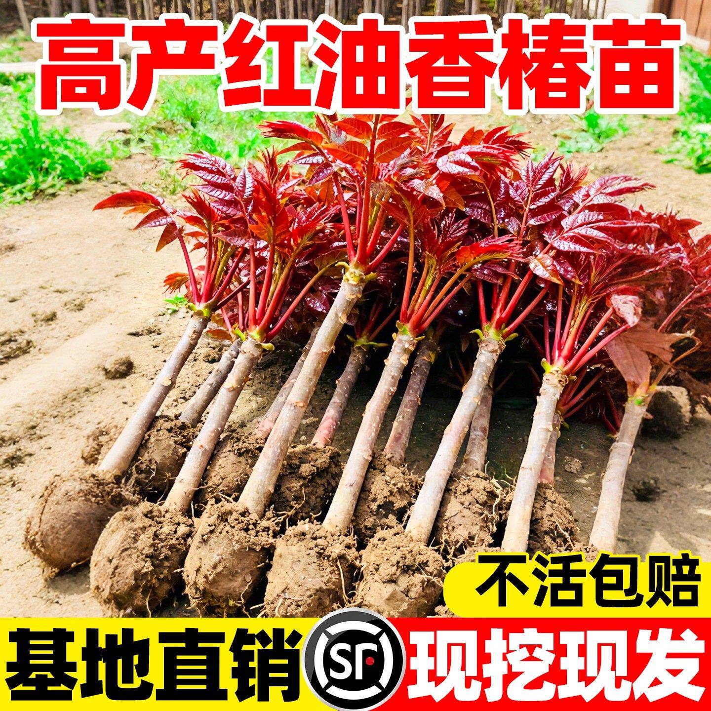 红油香椿苗树-红油香椿苗树促销价格、红油香椿苗树品牌- 淘宝