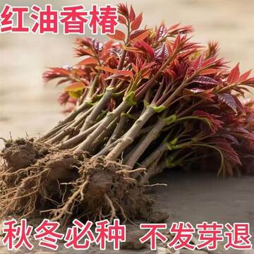 紅油香椿 ホンユーシャンチュン苗木 10株セット　5～10cm 紅油香椿 ホンユーシャンチュン苗木 10株セット 5～10cm 紅油香椿 ホン