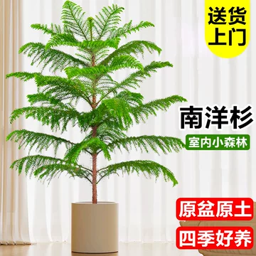 杉盆栽　杉　盆栽 杉树盆栽-杉树盆栽促销价格、杉树盆栽品牌- 淘宝