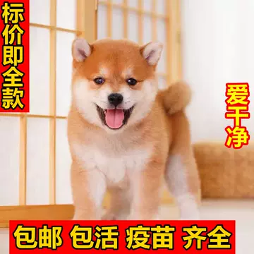 豆柴犬-豆柴犬促销价格、豆柴犬品牌- 淘宝